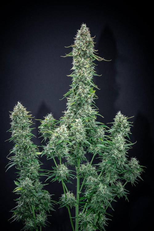 Ghost Train Haze Autoflower Zamnesia. Week 15 - Day 103