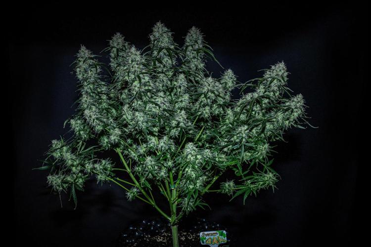 Sensi Supreme Oak Automatic Sensi Seeds. Week 12 - Day 85