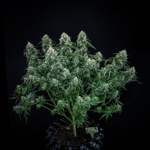 Sensi Supreme Oak Automatic Sensi Seeds. Week 12 - Day 85