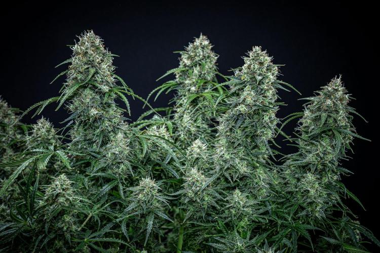 Sensi Supreme Oak Automatic Sensi Seeds. Week 12 - Day 85