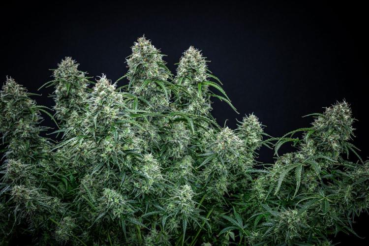 Sensi Supreme Oak Automatic Sensi Seeds. Week 12 - Day 85