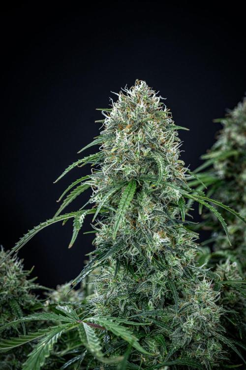 Sensi Supreme Oak Automatic Sensi Seeds. Week 12 - Day 85