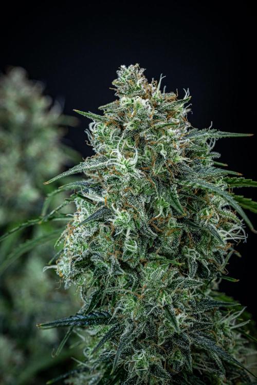 Sensi Supreme Oak Automatic Sensi Seeds. Week 12 - Day 85