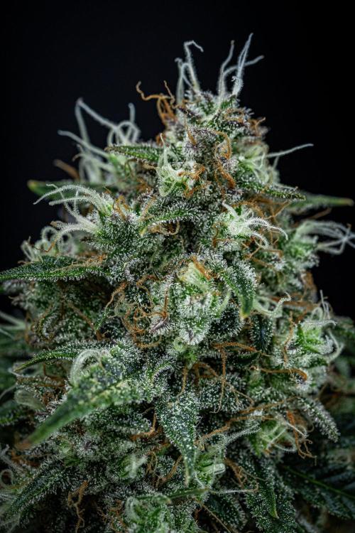 Sensi Supreme Oak Automatic Sensi Seeds. Week 12 - Day 85