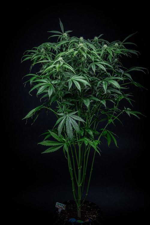 Chemical Candy Green House Seeds. Week 8 - Day 54