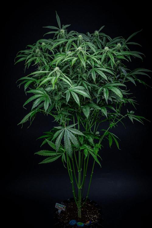 Chemical Candy Green House Seeds. Week 8 - Day 54