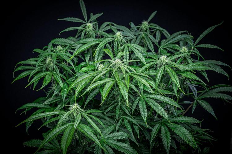 Chemical Candy Green House Seeds. Week 8 - Day 54