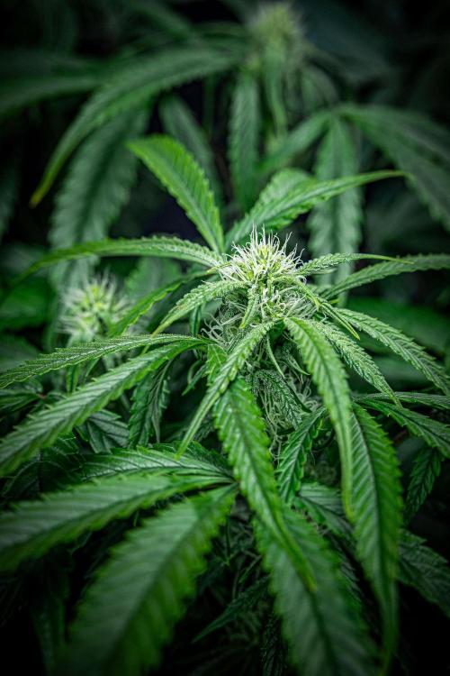 Chemical Candy Green House Seeds. Week 8 - Day 54