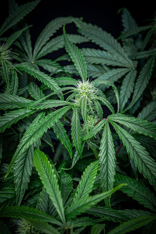 Chemical Candy Green House Seeds. Week 8 - Day 54