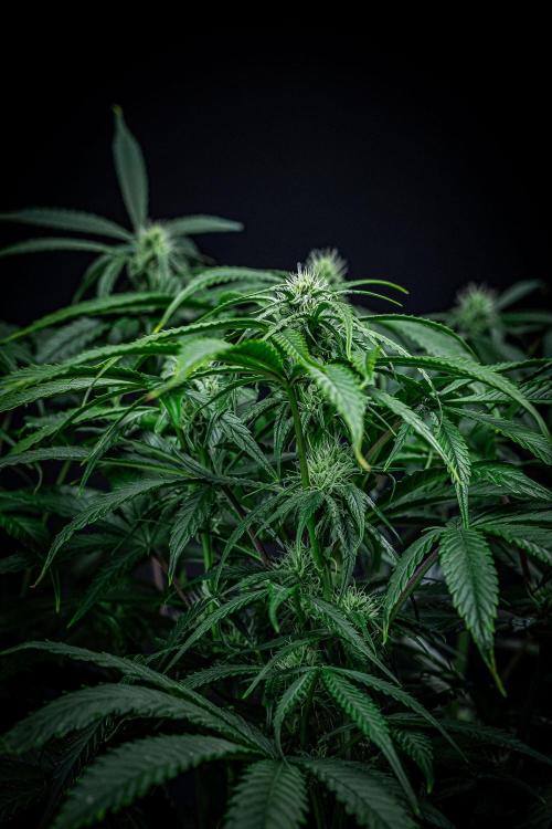 Chemical Candy Green House Seeds. Week 8 - Day 54