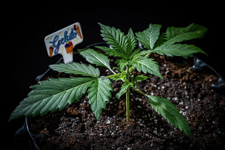 Auto Gelato Pyramid Seeds. Week 3 - Day 18