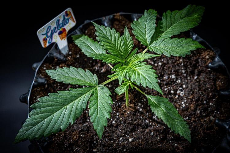 Auto Gelato Pyramid Seeds. Week 3 - Day 18