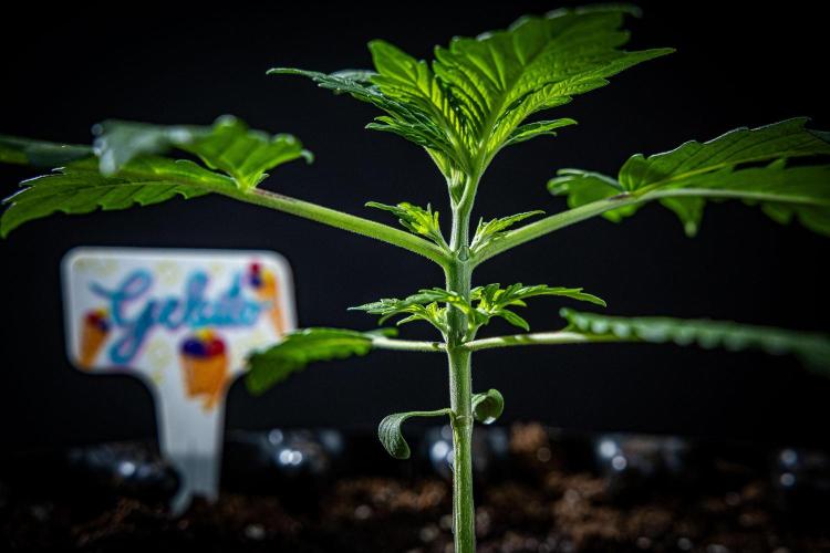 Auto Gelato Pyramid Seeds. Week 3 - Day 18