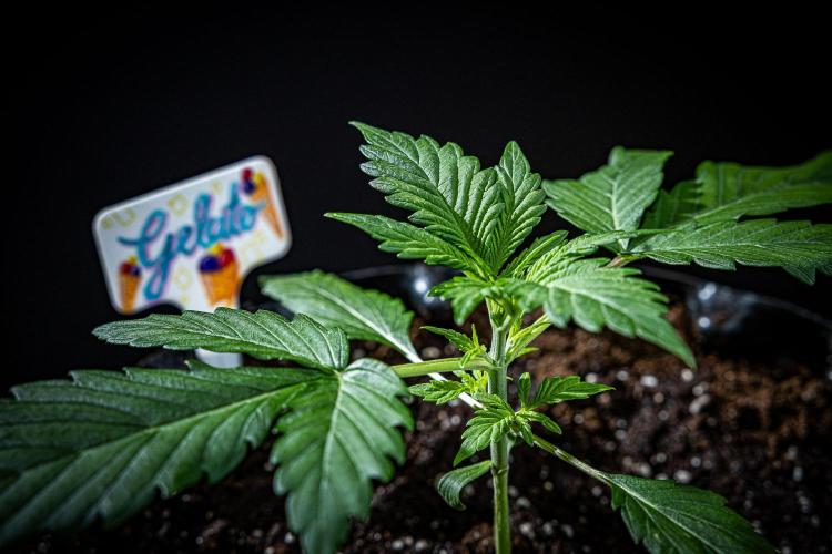 Auto Gelato Pyramid Seeds. Week 3 - Day 18