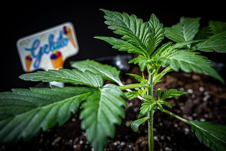 Auto Gelato Pyramid Seeds. Week 3 - Day 18