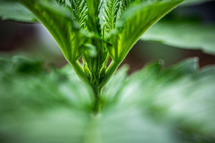 Auto Gelato Pyramid Seeds. Week 3 - Day 21
