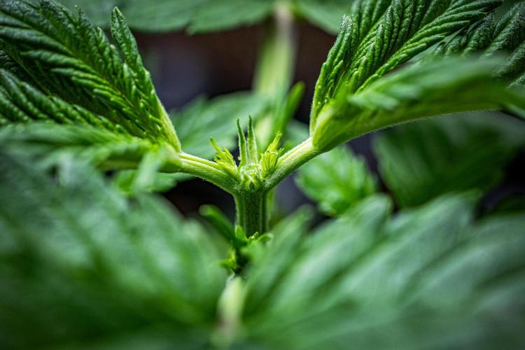 Auto Gelato Pyramid Seeds. Week 3 - Day 21