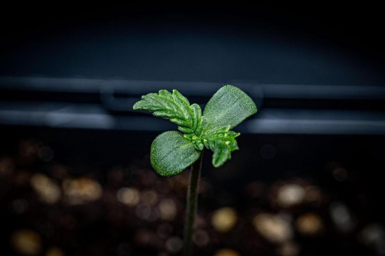 Passion Fruitz Automatic Zamnesia. Week 1 - Day 2