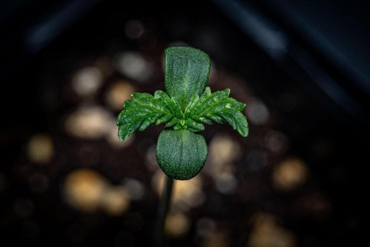 Passion Fruitz Automatic Zamnesia. Week 1 - Day 2