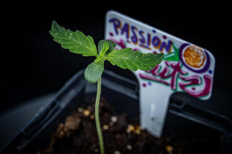 Passion Fruitz Automatic Zamnesia. Week 1 - Day 5