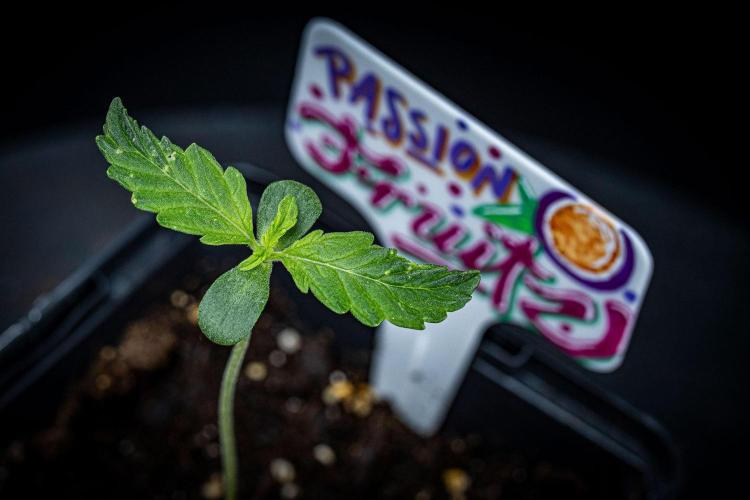 Passion Fruitz Automatic Zamnesia. Week 1 - Day 5