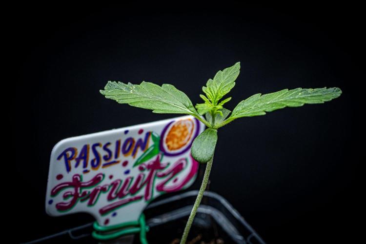 Passion Fruitz Automatic Zamnesia. Week 1 - Day 8