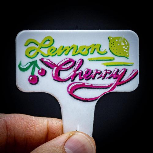 Lemon Cherry Cookies Auto Fast Buds. Week 0 - Let's go