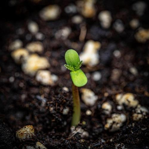 Lemon Cherry Cookies Auto Fast Buds. Week 0 - Hello little girl 