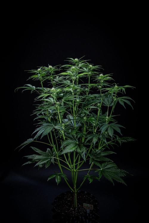Banana Blaze Auto Dutch Passion. Week 6 - Day 42
