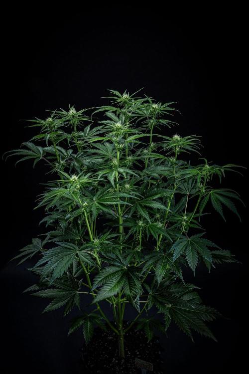 Banana Blaze Auto Dutch Passion. Week 6 - Day 42