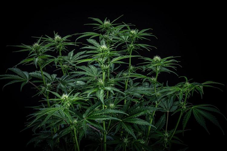 Banana Blaze Auto Dutch Passion. Week 6 - Day 42