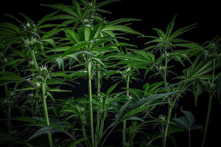 Banana Blaze Auto Dutch Passion. Week 6 - Day 42