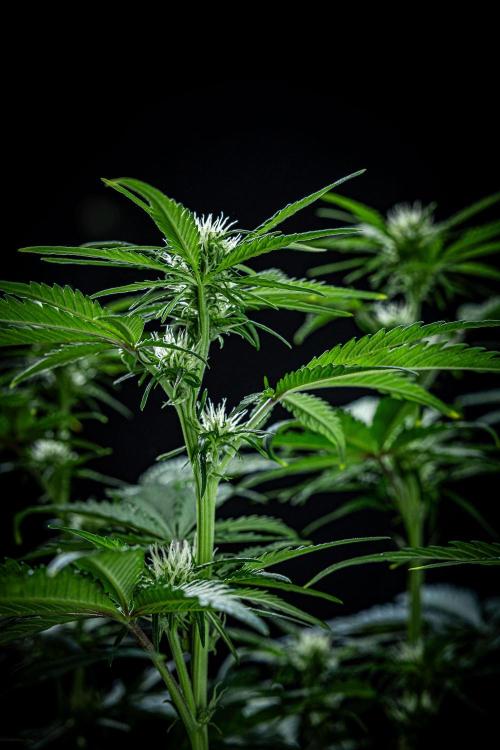 Banana Blaze Auto Dutch Passion. Week 6 - Day 42