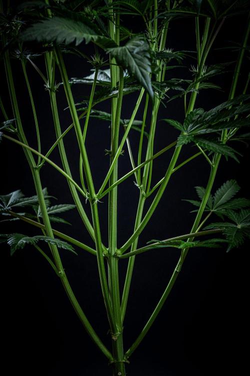 Banana Blaze Auto Dutch Passion. Week 6 - Day 42