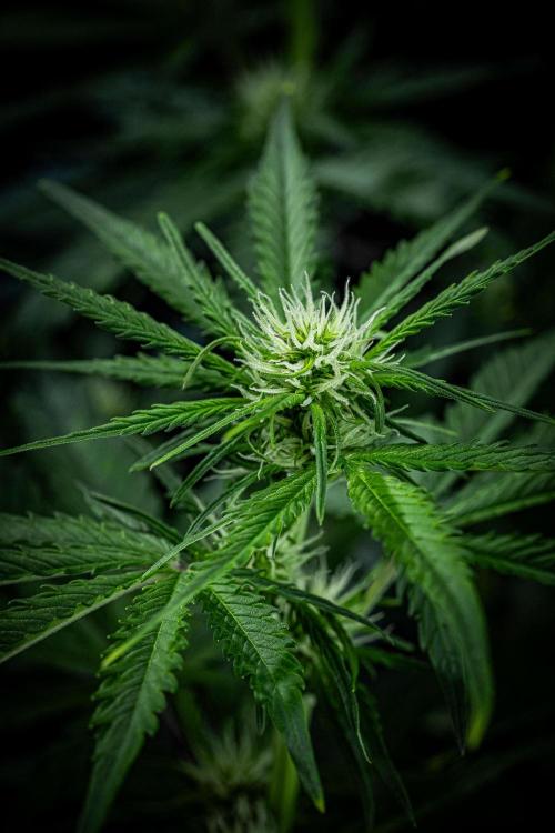 Banana Blaze Auto Dutch Passion. Week 6 - Day 42