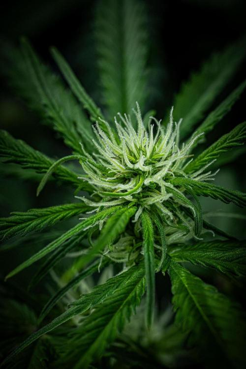 Banana Blaze Auto Dutch Passion. Week 6 - Day 42