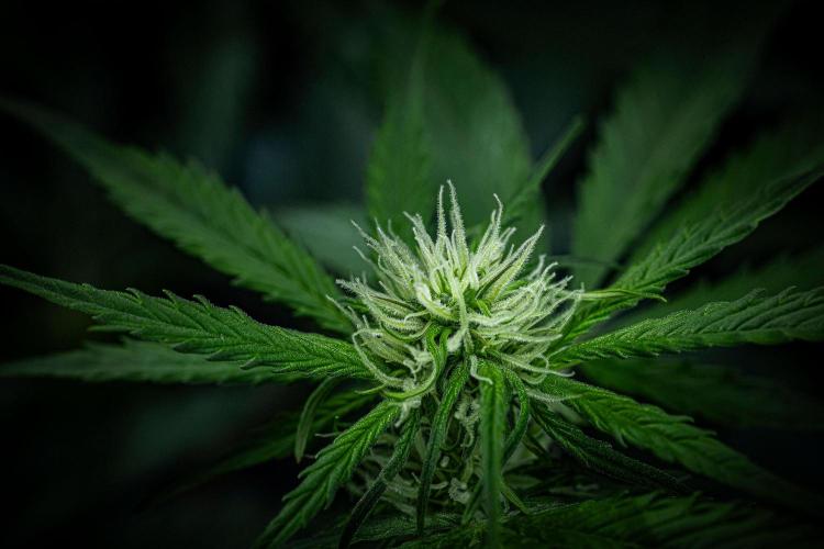 Banana Blaze Auto Dutch Passion. Week 6 - Day 42