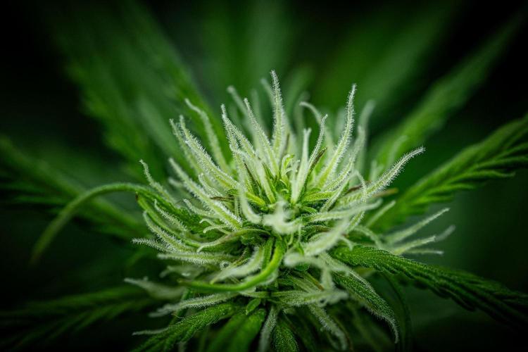 Banana Blaze Auto Dutch Passion. Week 6 - Day 42