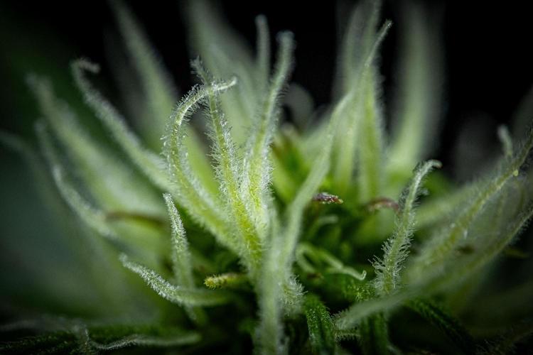 Banana Blaze Auto Dutch Passion. Week 6 - Day 42