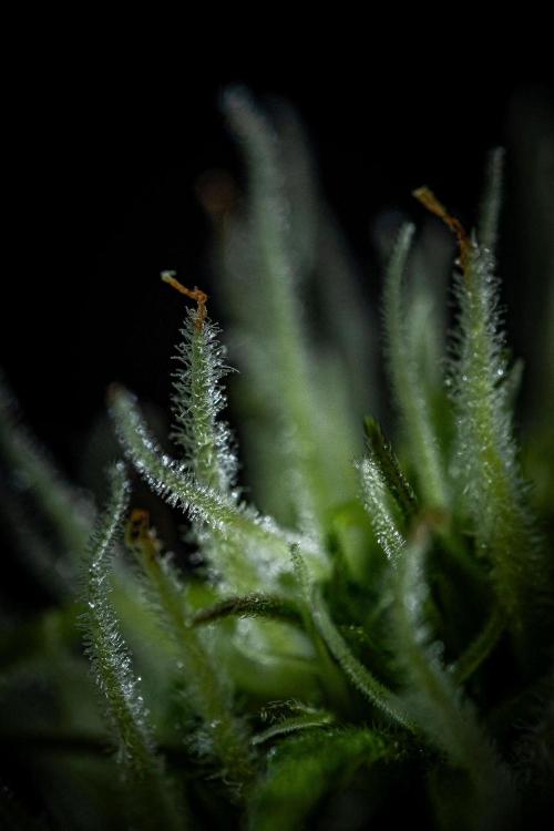 Banana Blaze Auto Dutch Passion. Week 6 - Day 42