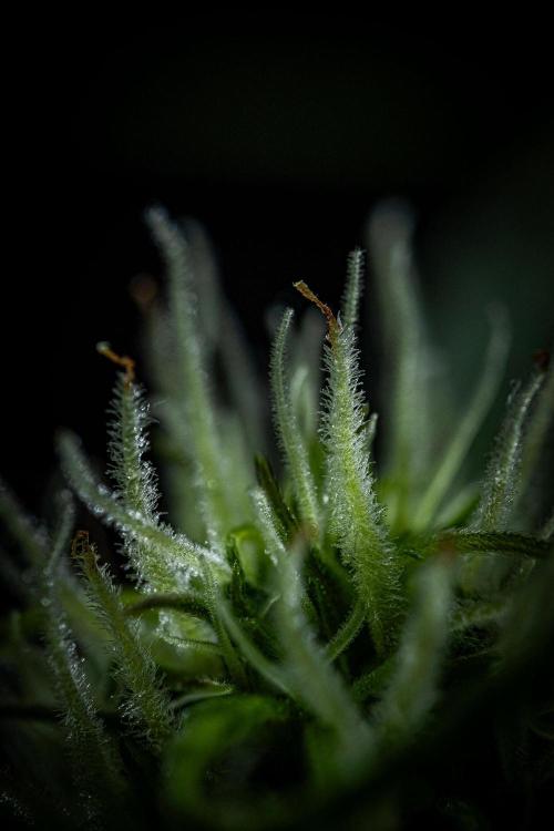 Banana Blaze Auto Dutch Passion. Week 6 - Day 42