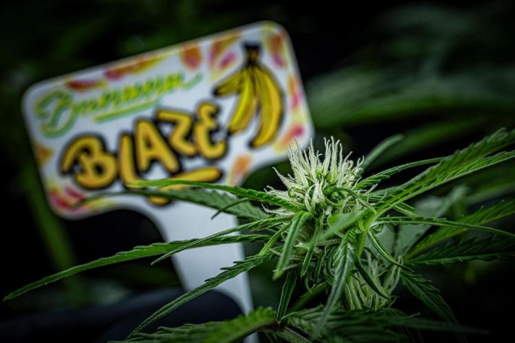 Banana Blaze Auto Dutch Passion. Week 6 - Day 42