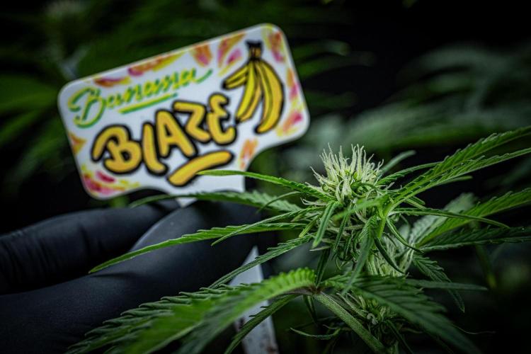 Banana Blaze Auto Dutch Passion. Week 6 - Day 42