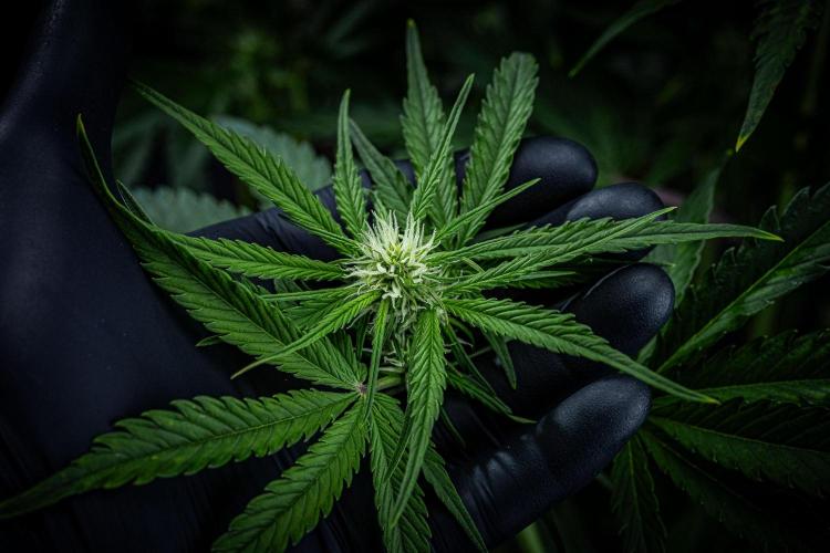 Banana Blaze Auto Dutch Passion. Week 6 - Day 42