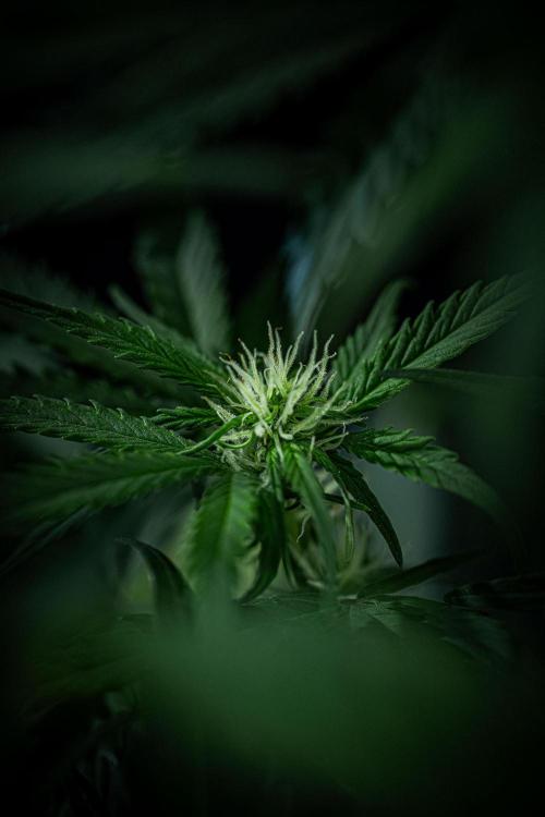 Banana Blaze Auto Dutch Passion. Week 6 - Day 42