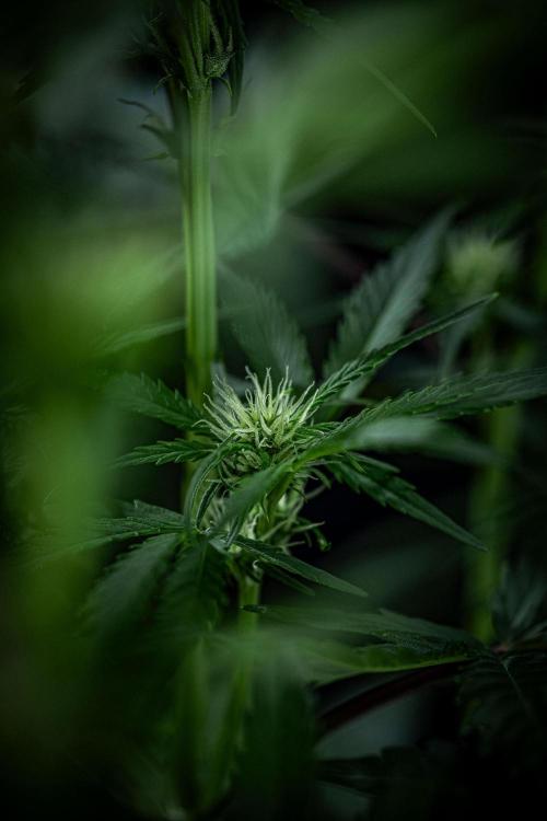 Banana Blaze Auto Dutch Passion. Week 6 - Day 42