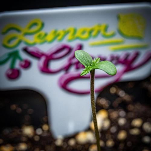 Lemon Cherry Cookies Auto Fast Buds. Week 1 - Day 2
