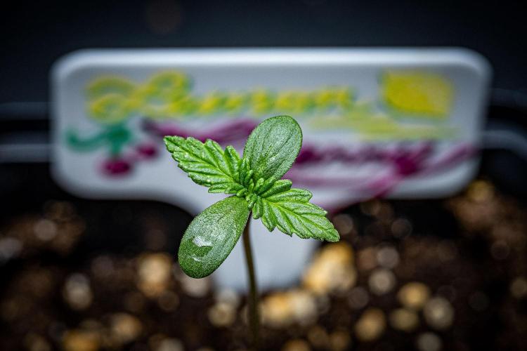 Lemon Cherry Cookies Auto Fast Buds. Week 1 - Day 4