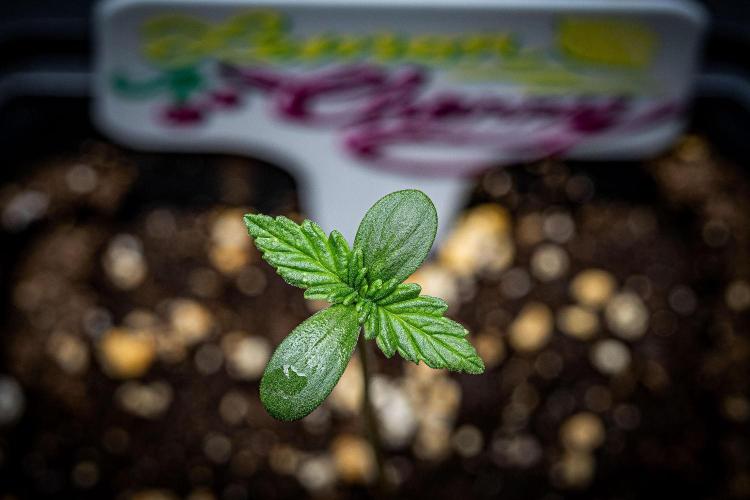 Lemon Cherry Cookies Auto Fast Buds. Week 1 - Day 4
