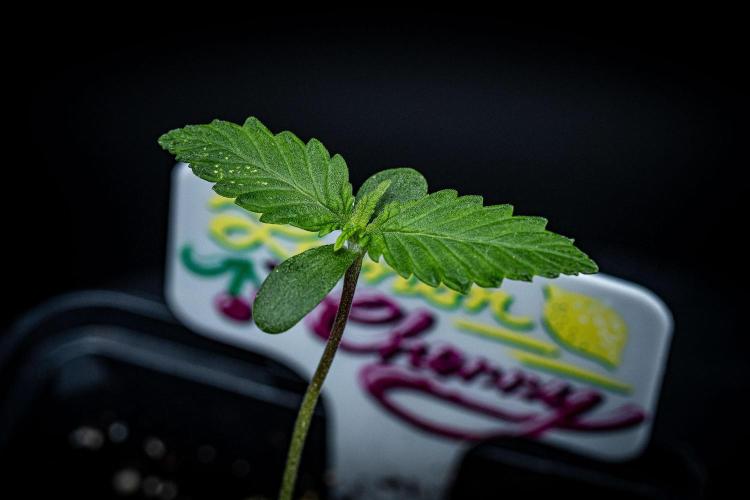 Lemon Cherry Cookies Auto Fast Buds. Week 1 - Day 7